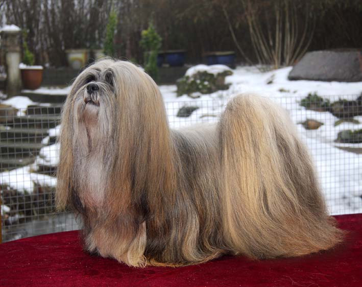 Lhasa Apso